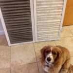Dirty Filters Pets Wilmington NC