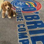 Our cute visitor at O'Brien