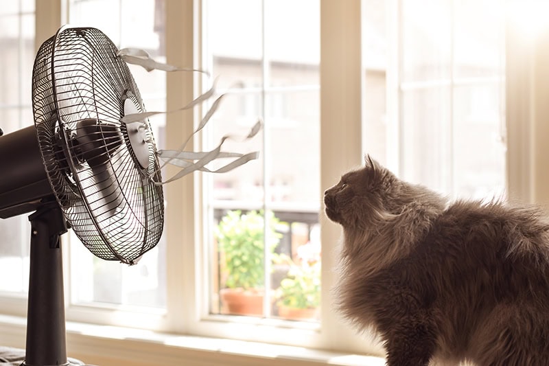 Cute cat looking at cooling fan with blowing ribbons on a hot summer day.